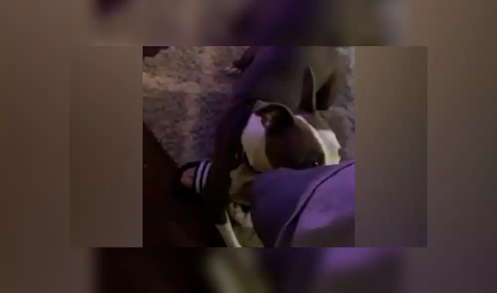 Desliza  a la izquierda para ver más imágenes del tierno perro. (Foto: captura)