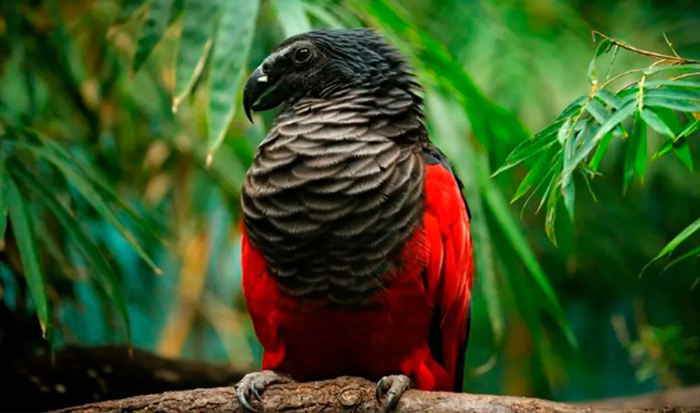 El ‘loro Drácula’: el ave que aterra y enamora en las redes sociales [VIDEO]