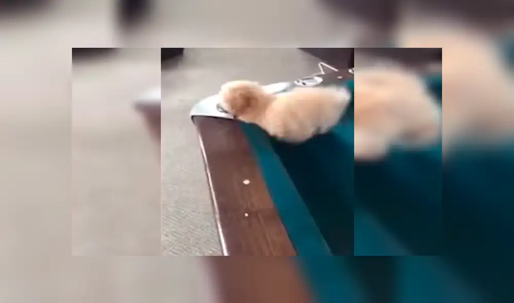 Facebook viral: perro no toleró que su dueño juegue al billar, decide interrumpirlo y sufre accidente [VIDEO]