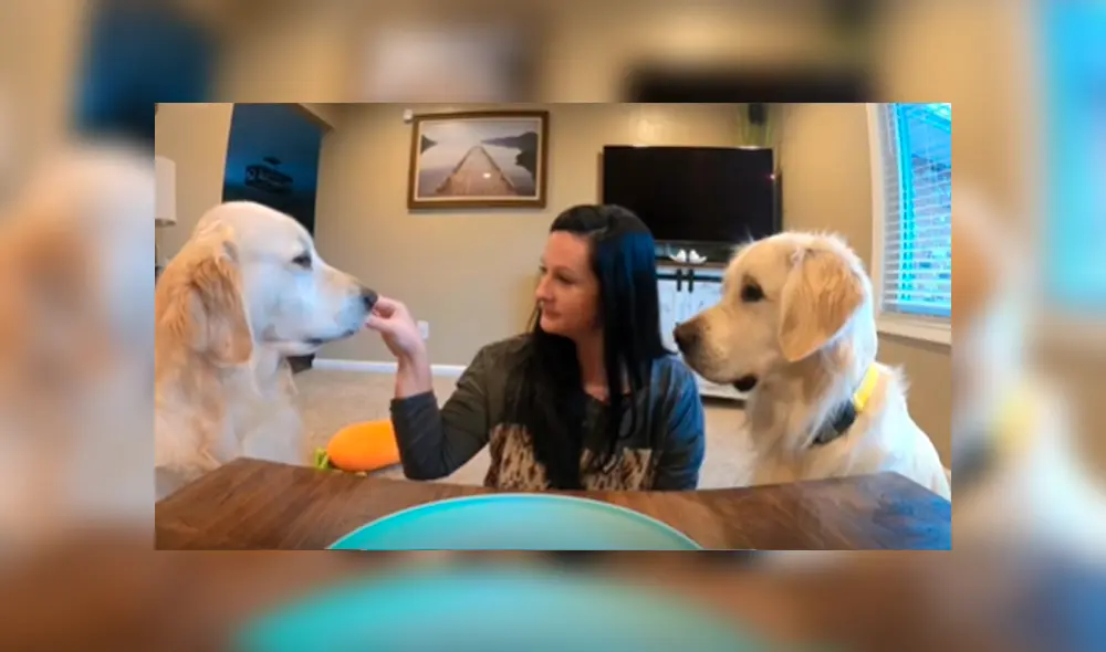 Facebook viral: mujer ‘trolea’ a sus perros con comida ‘invisible’ y estos tiene peculiar reacción al descubrir el engaño