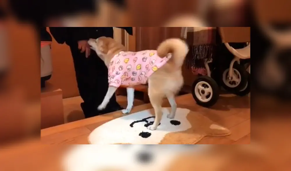 En Facebook, un perro se entusiasma de una manera peculiar cuando ve que su dueño regresó a su casa. En Facebook, un perro se entusiasma de una manera peculiar cuando ve que su dueño regresó a su casa.