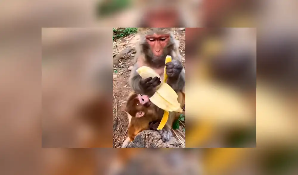 Desliza las imágenes hacia la izquierda para conocer la terrible acción de una mona al ignorar a su bebé. Foto: Clarín. Desliza las imágenes hacia la izquierda para conocer la terrible acción de una mona al ignorar a su bebé. Foto: Clarín.
