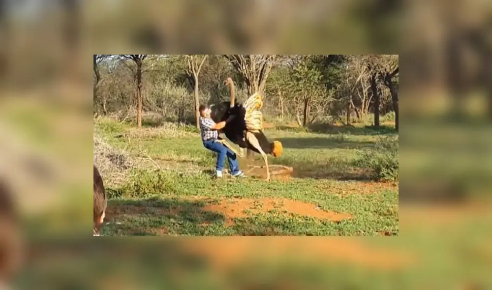 YouTube: avestruz ataca con furia a hombre que cruzó “su territorio”