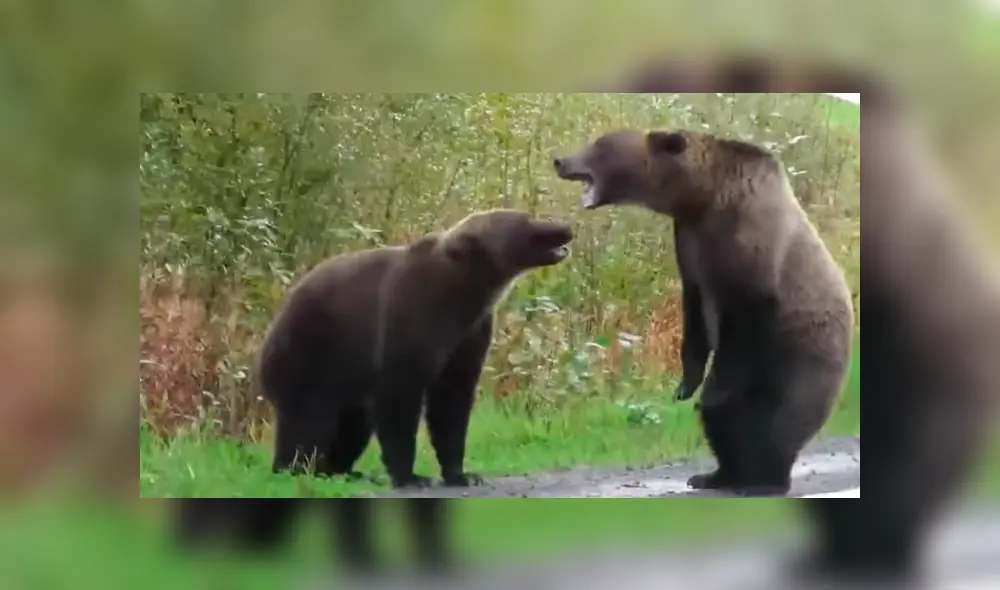 Mujer tuvo que parar su vehículo al toparse con la batalla de dos enormes osos cuando manejaba por una extensa carretera Mujer tuvo que parar su vehículo al toparse con la batalla de dos enormes osos cuando manejaba por una extensa carretera