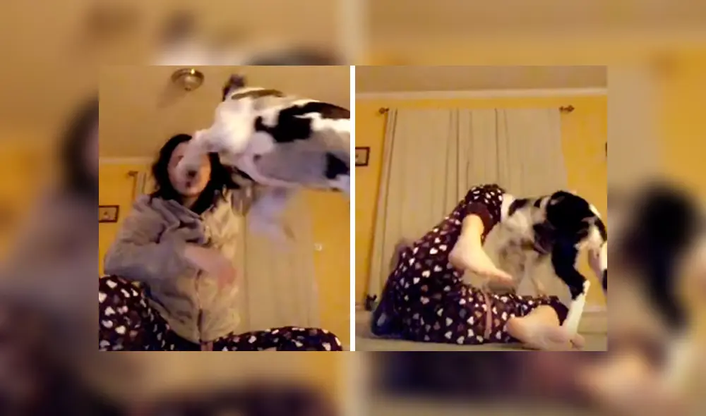 Desliza las imágenes para observar la terrible acción de un perro en plena trasmisión en vivo de su dueña.