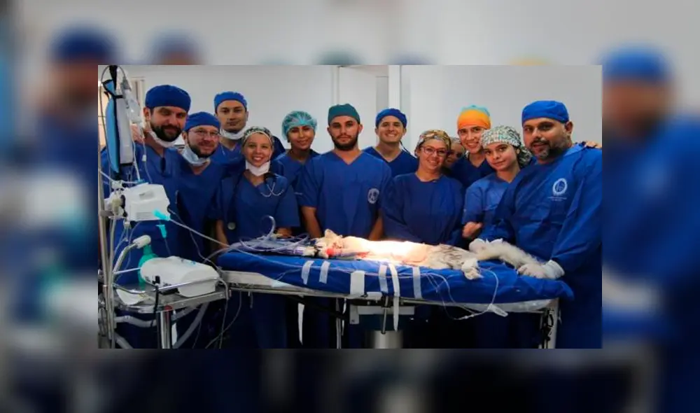 Romeo, el primer gato al que le implantan un marcapasos para curar sus problemas cardíacos [VIDEO] 