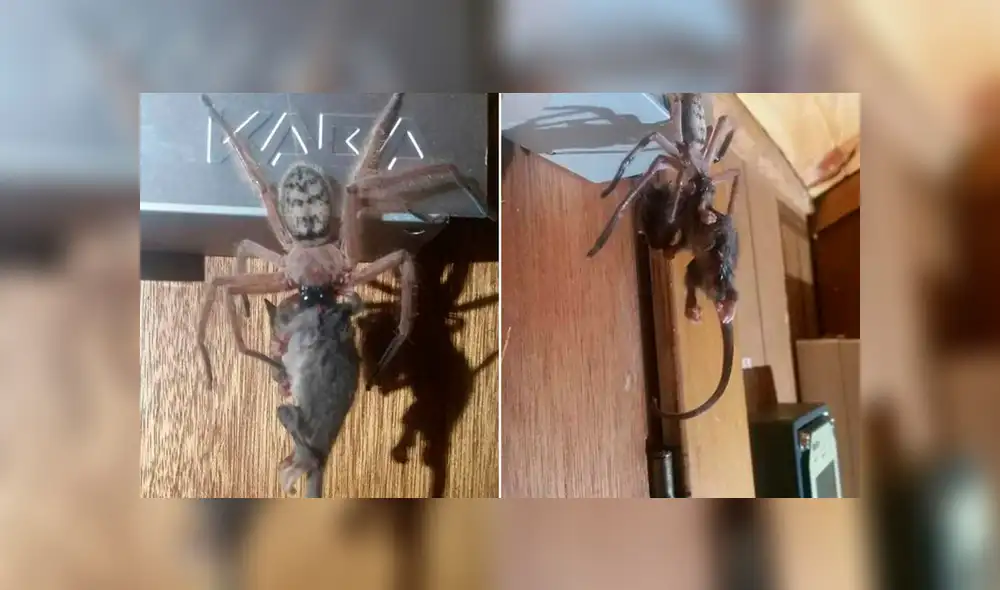 Turista graba el brutal ‘asesinato’ de indefensa zarigüeya. Foto: Captura. Turista graba el brutal ‘asesinato’ de indefensa zarigüeya. Foto: Captura.