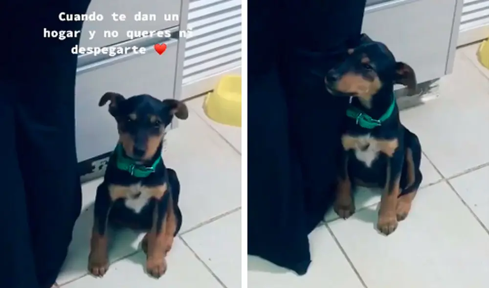 Desliza las imágenes para apreciar la conmovedora acción de un perro al no querer separarse de su dueña. Foto: Captura de Facebook