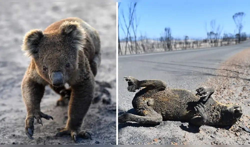 Los humos emitidos se detectaron hasta Argentina y Brasil, a más de 12.000 km del otro lado del Pacífico, según las agencias meteorológicas de estos países. Foto: AFP. Los humos emitidos se detectaron hasta Argentina y Brasil, a más de 12.000 km del otro lado del Pacífico, según las agencias meteorológicas de estos países. Foto: AFP.