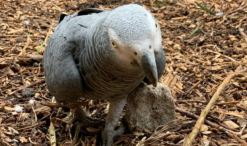 Los pájaros lanzaban groserías contra los trabajadores y visitantes. Foto: Lincolnshire Wildlife Park / Facebook