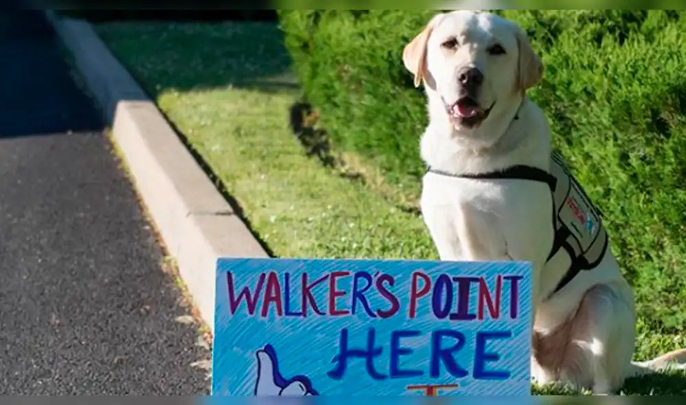 Estados Unidos: la conmovedora foto de Sully, el perro del expresidente George H.W. Bush [FOTOS]