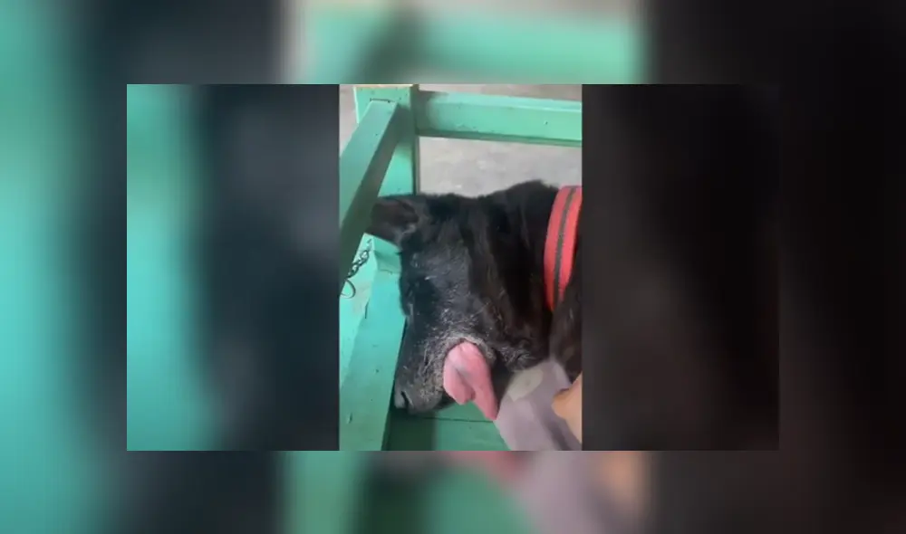 Desliza hacia la izquierda para ver las imágenes del divertido viral de Facebook. Foto: Captura.