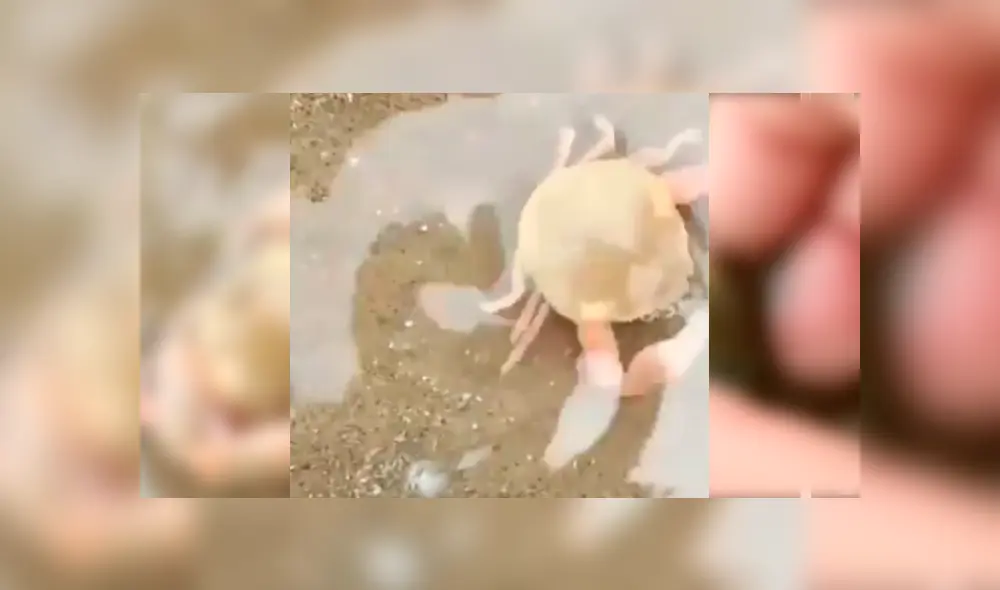 Video es viral en Facebook. Un bañista encontró un pequeño cangrejo bebé en la playa y notó que estaba aferrado a su madre. Intentó separarlos y ocurrió algo impensado. Foto: Captura.