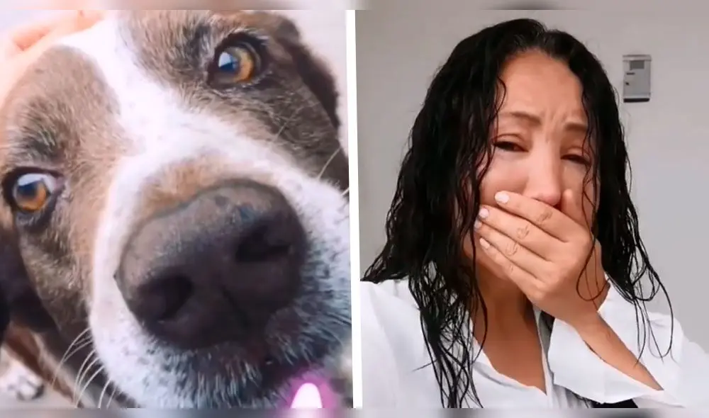 Janet Barboza se despide de su mascota envenenada con emotivo video Janet Barboza se despide de su mascota envenenada con emotivo video
