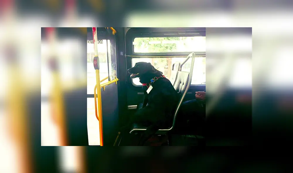 En Facebook, una perrita decidió viajar sin compañía de su dueño para acudir a un parque y jugar.