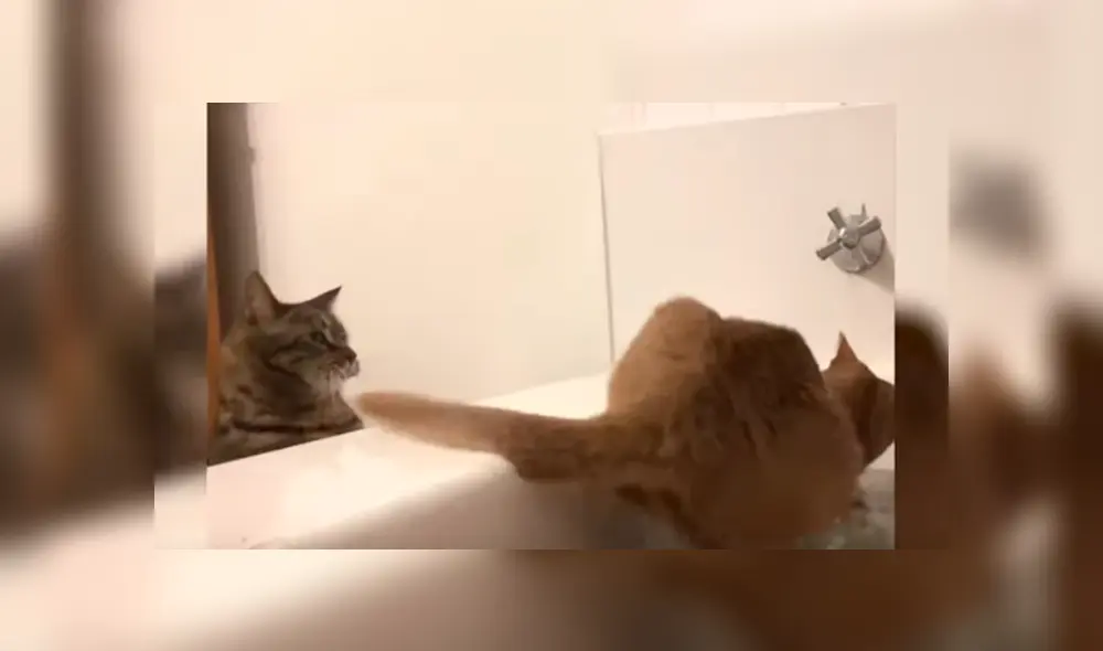 Desliza las imágenes para apreciar la pesada broma que le juego un gato a su ‘amigo’ al notar que tenía miedo al agua.