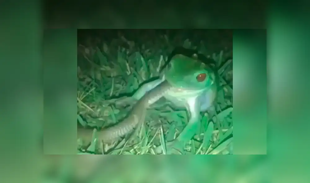 A través de Facebook, un joven compartió un video viral del brutal enfrentamiento de un sapo contra una serpiente.