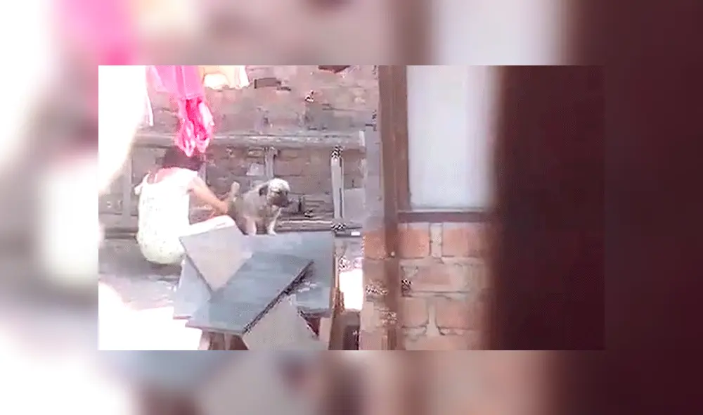 Vecinos de Lince denuncian maltrato animal, pero policía les dijo que "no era un caso grave". Foto: captura