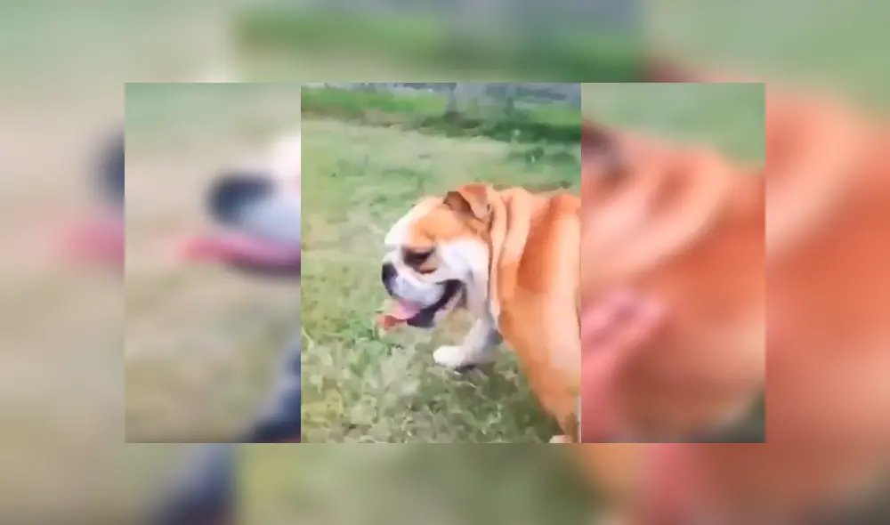 En Facebook, un joven le dijo ‘feo’ a su perro y no imaginó que su mascota lo iba atacar ferozmente. En Facebook, un joven le dijo ‘feo’ a su perro y no imaginó que su mascota lo iba atacar ferozmente.