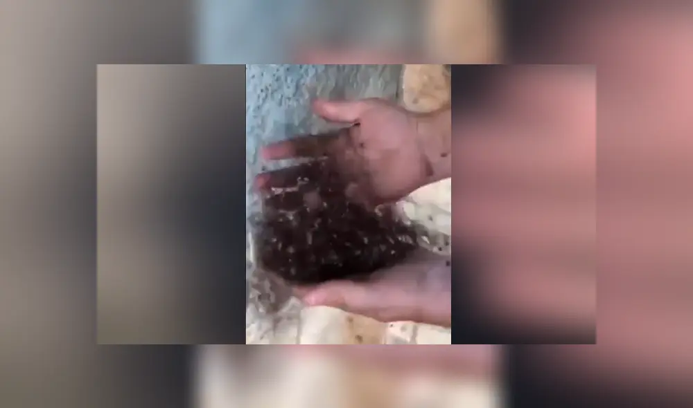 YouTube viral: cree haber encontrado una extraña criatura ‘peluda’, la agarra y queda totalmente aterrado YouTube viral: cree haber encontrado una extraña criatura ‘peluda’, la agarra y queda totalmente aterrado