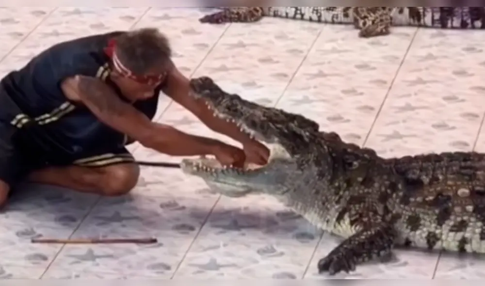 YouTube: cocodrilo muerde el brazo a su domador en pleno espectáculo