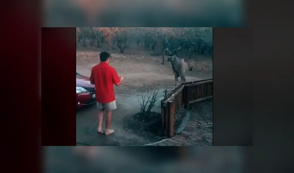 Mira el tierno momento deslizando las imágenes compartidas en TikTok. Foto: leew31