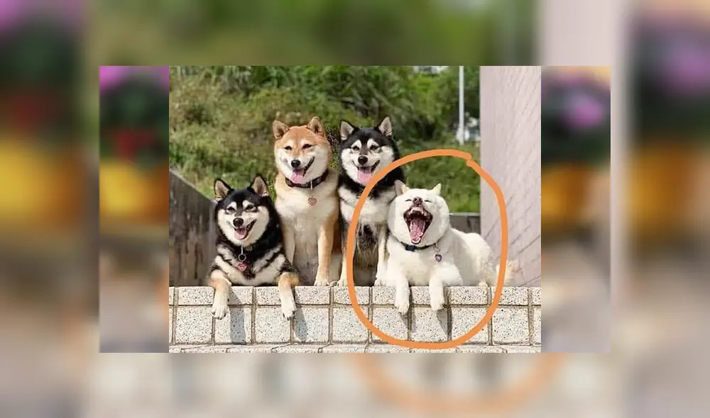 Desliza las imágenes hacia la izquierda para apreciar la travesura que hizo un perro en plena sesión de fotos.