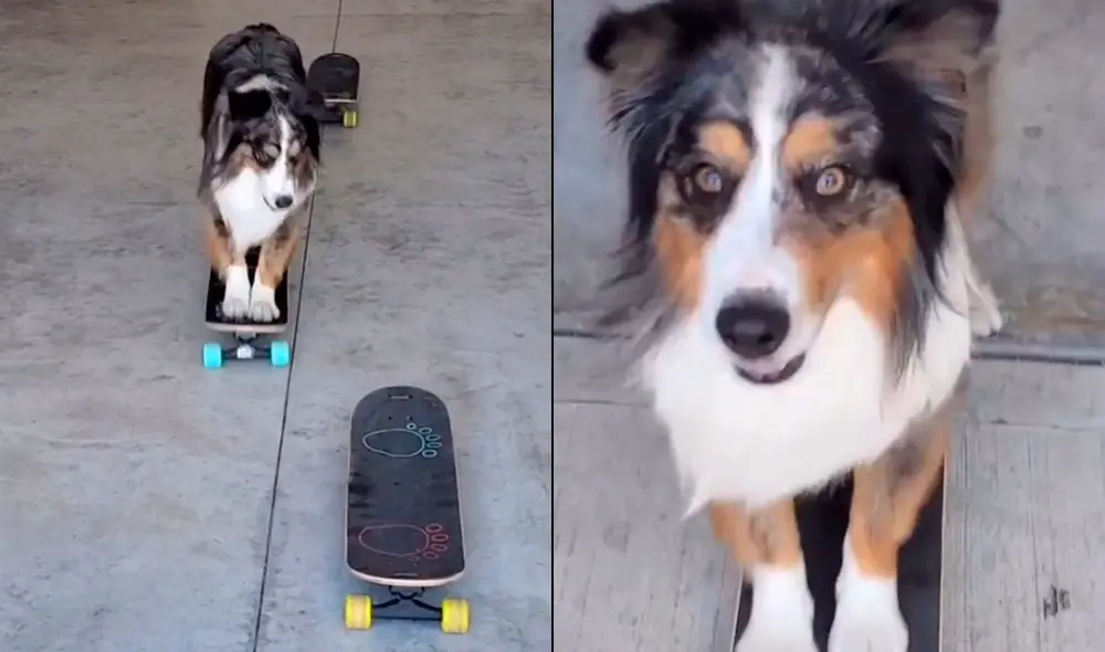 Perro que domina el skate como un humano impacta en las redes sociales. Foto: Captura TikTok Perro que domina el skate como un humano impacta en las redes sociales. Foto: Captura TikTok