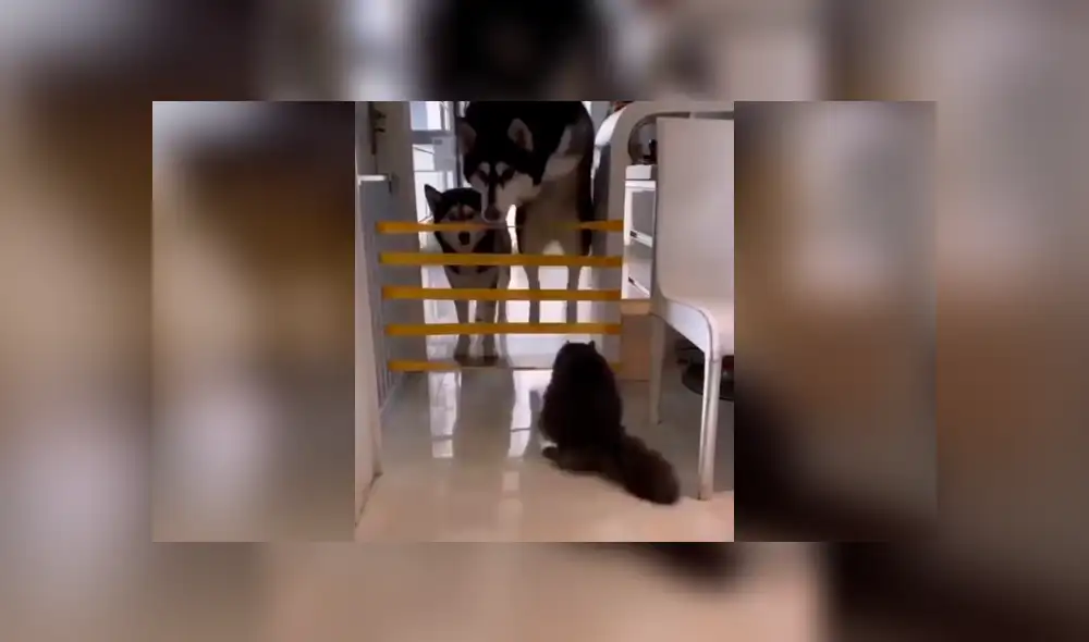 Desliza las imágenes para conocer la travesura que cometió un perro al arruinar un juego que creó su dueño. Foto: Captura. Desliza las imágenes para conocer la travesura que cometió un perro al arruinar un juego que creó su dueño. Foto: Captura.