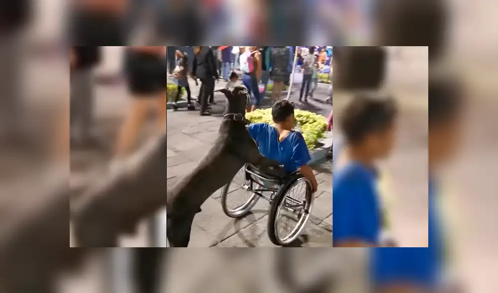 Facebook viral: captan a perro fiel empujando silla de ruedas de su dueño minusválido [VIDEO]