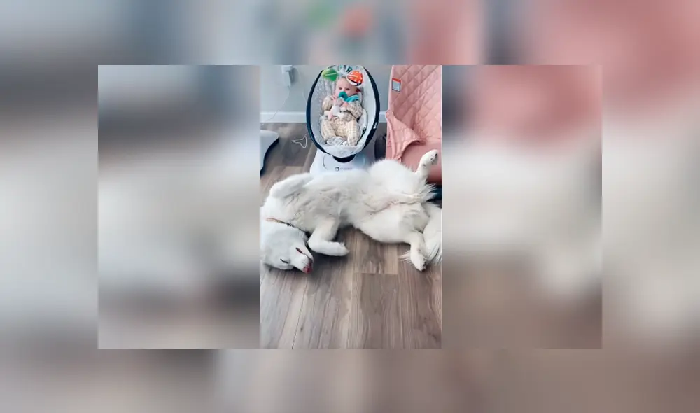 Desliza las imágenes hacia la izquierda para apreciar la divertida escena que protagonizó un perro junto a un bebé.