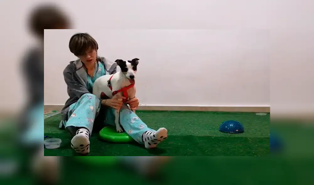 YouTube viral: Perro queda tetrapléjico, lo operan y vuelve a caminar gracias a terapia [VIDEO]