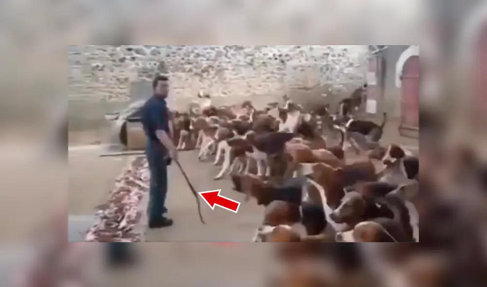 YouTube viral: critican a cazador que alimentó con látigo a jauría de perros hambrientos [VIDEO] 