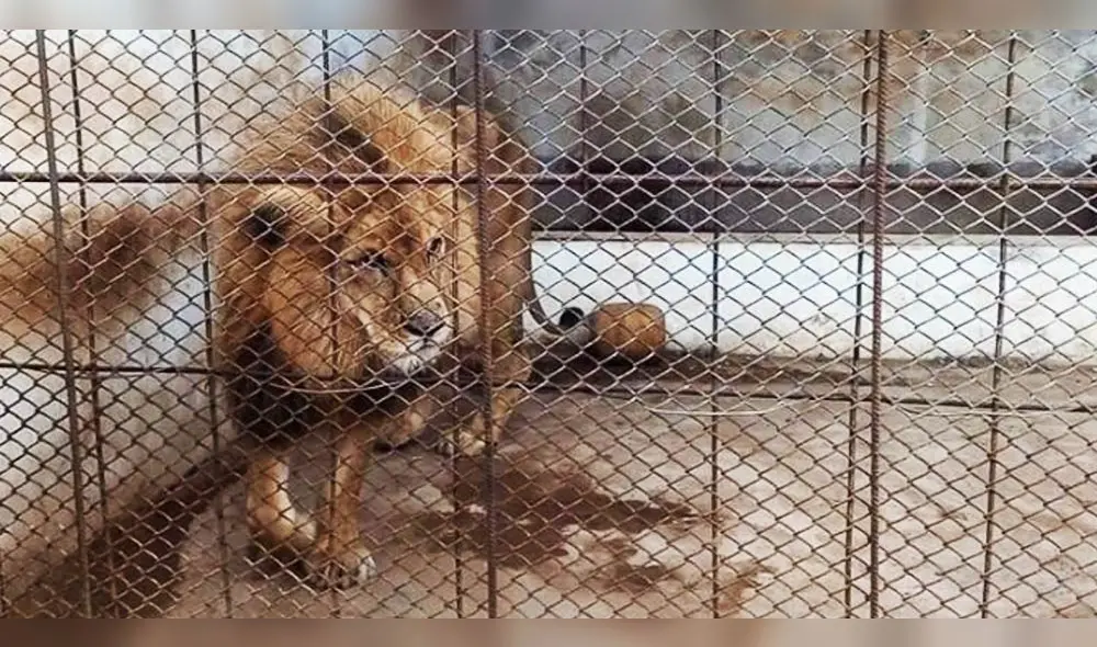 Denuncian maltrato a león africano Simba enjaulado en Bosque Municipal de Tacna. Denuncian maltrato a león africano Simba enjaulado en Bosque Municipal de Tacna.