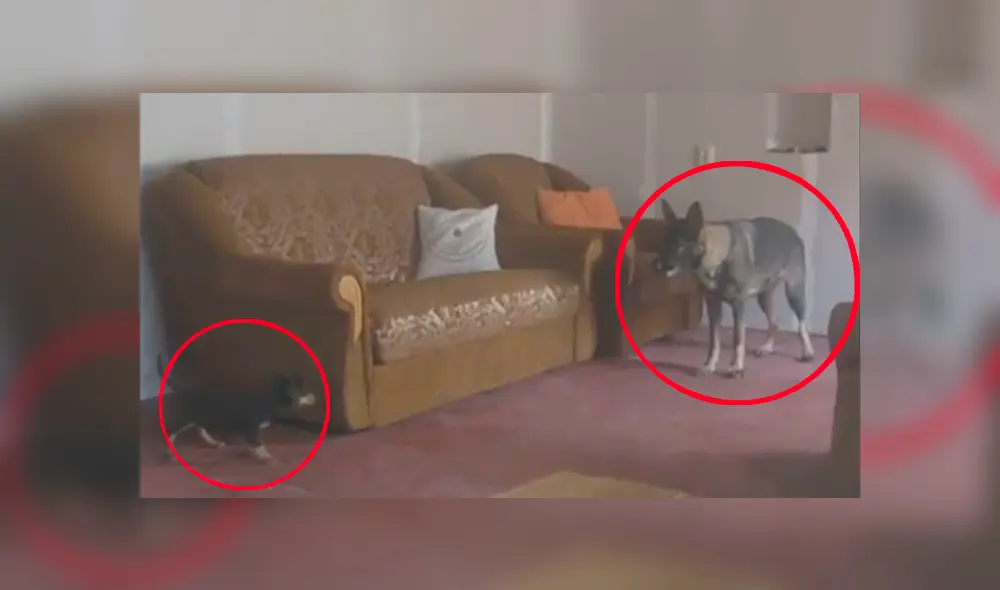 Video es viral en Facebook. Los dueños dejaron solos a sus perros en la sala de su casa y cuando regresaron a verlos, se llevaron una gran sorpresa Video es viral en Facebook. Los dueños dejaron solos a sus perros en la sala de su casa y cuando regresaron a verlos, se llevaron una gran sorpresa
