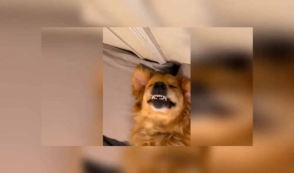 Desliza las imágenes para apreciar la travesura de un perro al aprovechar la ausencia de su dueño en casa. Foto: Captura.