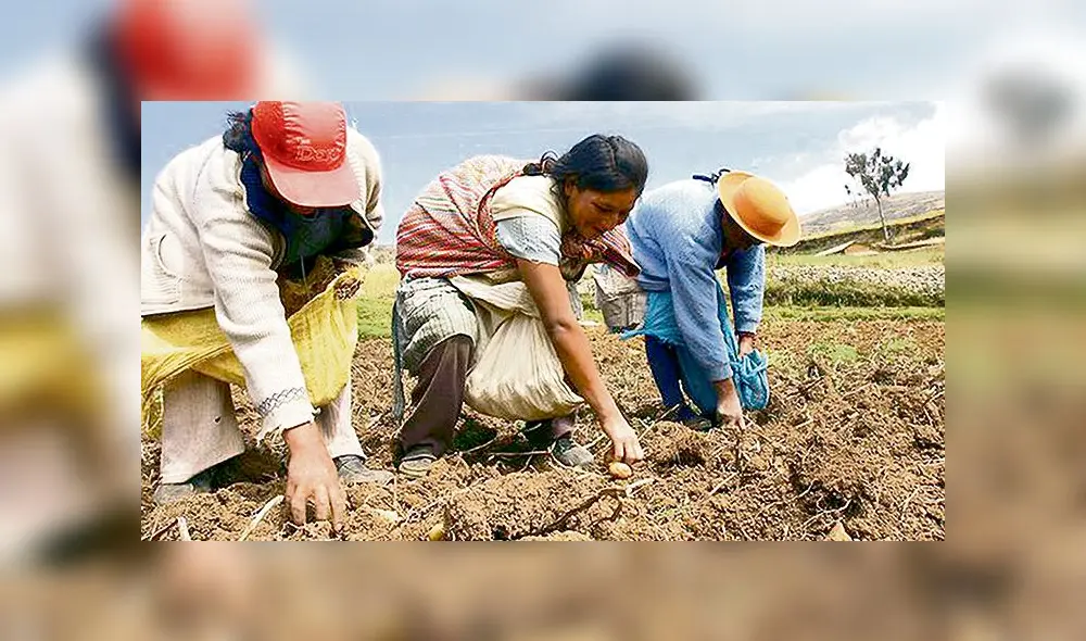 Daño. Sector agrícola es afectado por la pandemia y por los precios bajos que les pagan los intermediarios. Daño. Sector agrícola es afectado por la pandemia y por los precios bajos que les pagan los intermediarios.