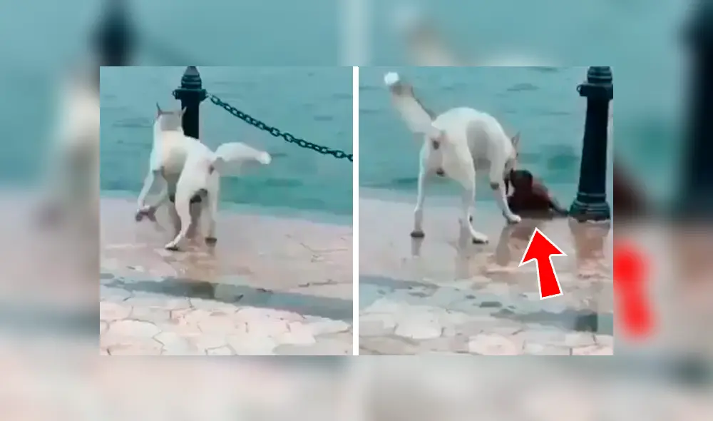 En Facebook, un perro callejero cayó a un caudaloso río y se salvó de milagro gracias a su compañero. En Facebook, un perro callejero cayó a un caudaloso río y se salvó de milagro gracias a su compañero.