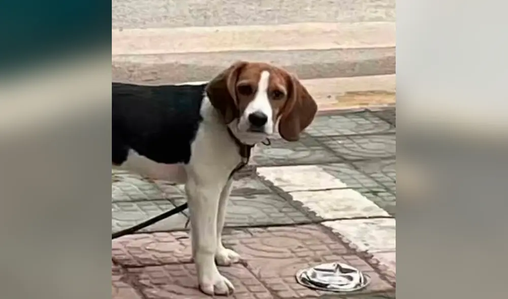 Desliza hacia la izquierda para ver el rostro de tristeza del perrito al ver su plato preferido destruido. Foto: TikTok Desliza hacia la izquierda para ver el rostro de tristeza del perrito al ver su plato preferido destruido. Foto: TikTok