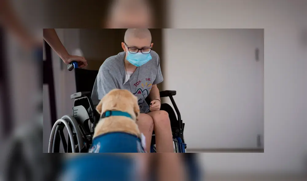 La visita de los canes tiene un protocolo y todo dependerá del estado de salud del paciente. (Foto: Madridiario)