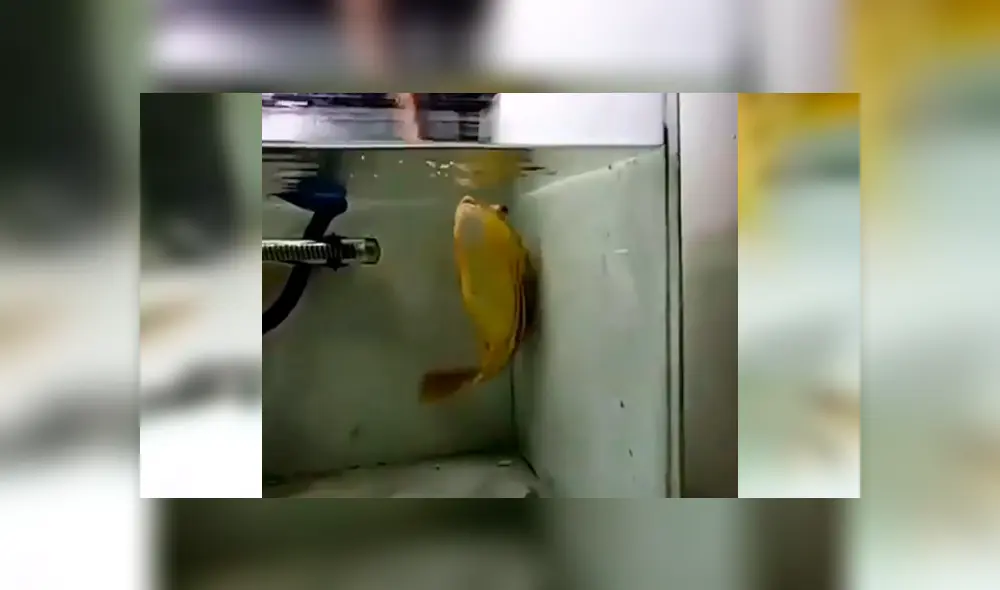 El pez y el ciempiés tuvieron un brutal enfrentamiento dentro de la pecera. Foto: captura El pez y el ciempiés tuvieron un brutal enfrentamiento dentro de la pecera. Foto: captura