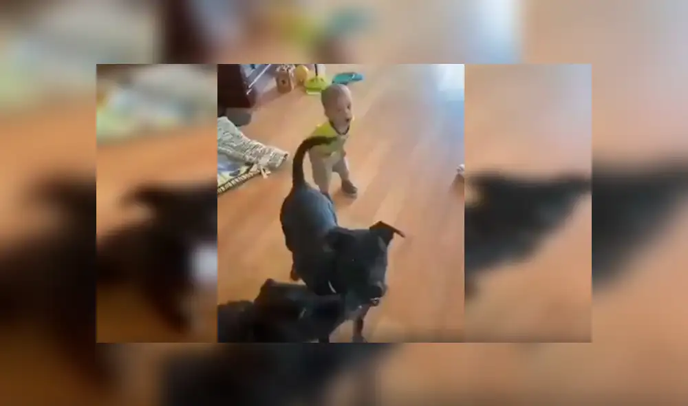 En Facebook, un pequeño trató de copiar los singulares movimientos que realizaron sus perros al escuchar a su madre. En Facebook, un pequeño trató de copiar los singulares movimientos que realizaron sus perros al escuchar a su madre.