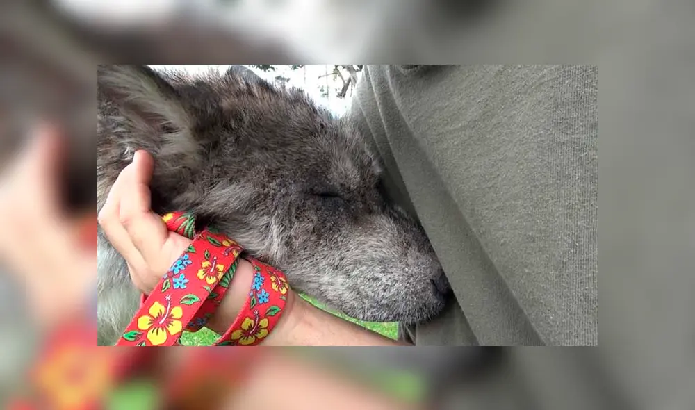 Desliza para ver las fotos de este perro que enamoró a todos en Facebook. Foto: Captura. Desliza para ver las fotos de este perro que enamoró a todos en Facebook. Foto: Captura.