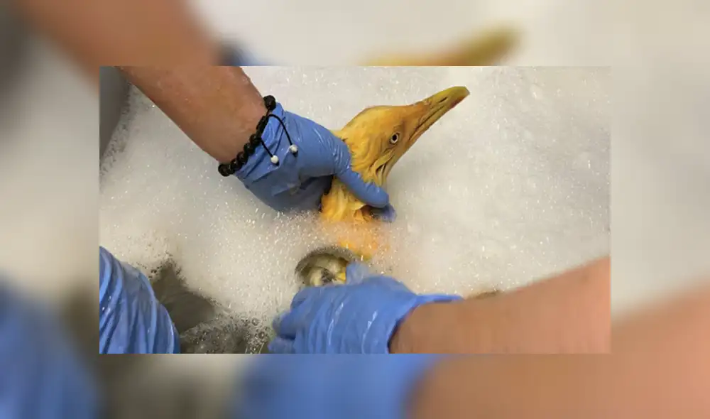 Reino Unido: Valiosa ave exótica resulta ser gaviota bañada en curry Reino Unido: Valiosa ave exótica resulta ser gaviota bañada en curry