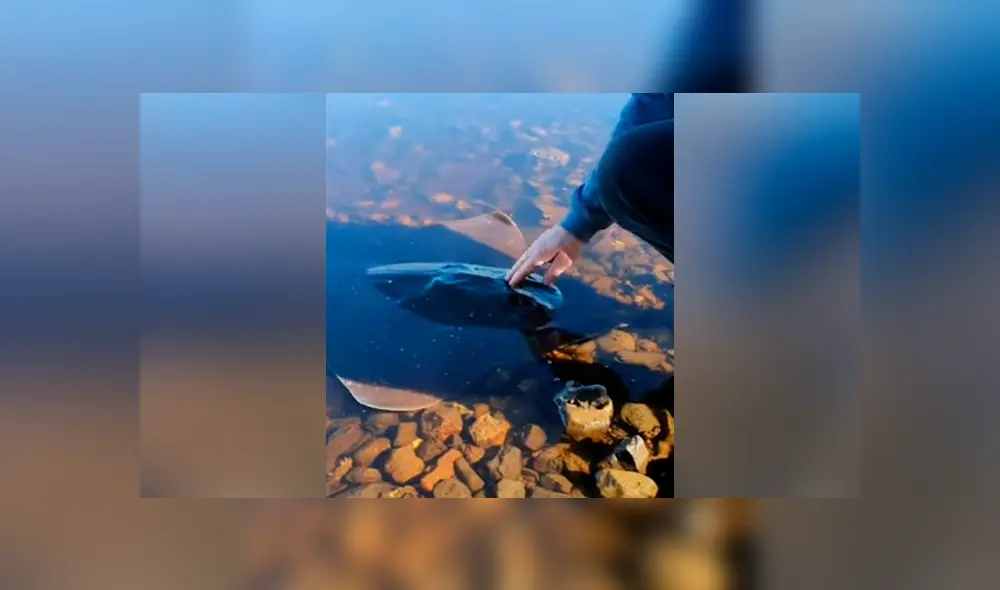 Un video viral de Facebook mostró el instante en que bañista acarició un pez venenoso varado en el mar, sin imaginar la inesperada reacción de la criatura.