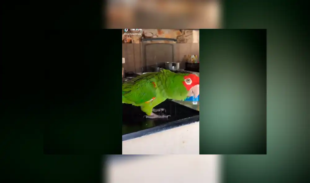 Desliza las imágenes para ver la divertida coreografía de este pequeño loro. Fotocapturas: Carlos Ponce/TikTok Desliza las imágenes para ver la divertida coreografía de este pequeño loro. Fotocapturas: Carlos Ponce/TikTok