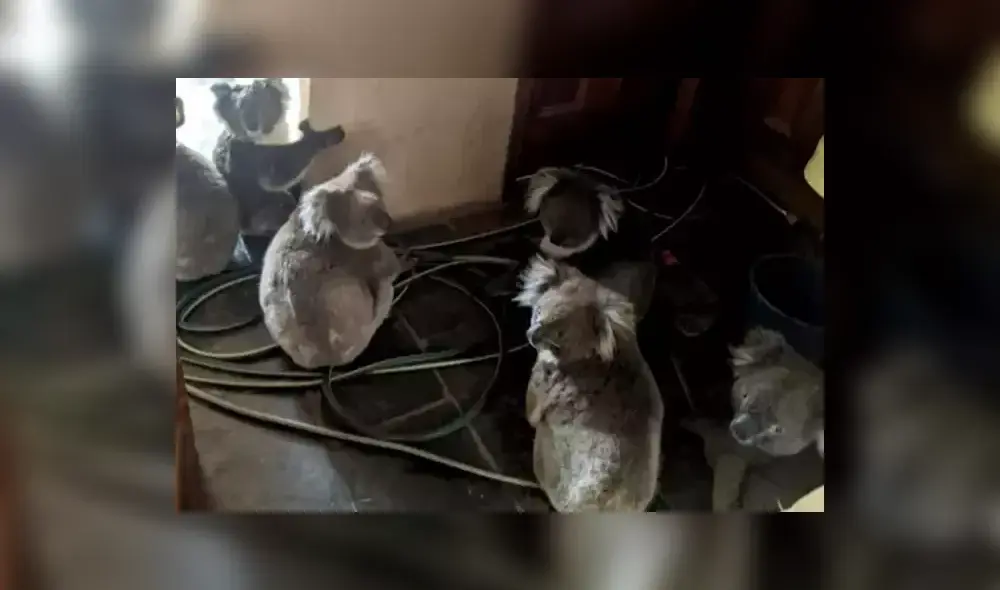 Bebé koala pesaba solo 275 gramos y había perdido la mayor parte de su pelaje. Foto: Difusión.