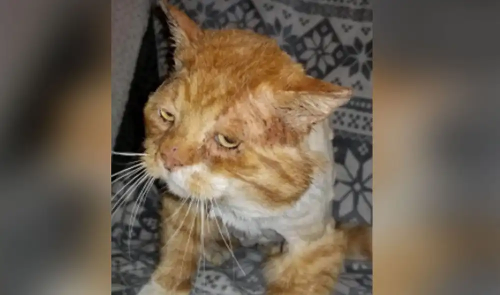 Desliza las imágenes para conocer más detalles de esta conmovedora historia. Foto: Facebook