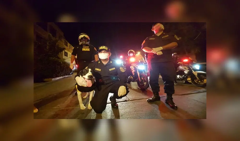 'Manchas' llegó a la vida de los efectivos policiales para resguardar la vida de las personas. Créditos: URPI-GLR. 'Manchas' llegó a la vida de los efectivos policiales para resguardar la vida de las personas. Créditos: URPI-GLR.