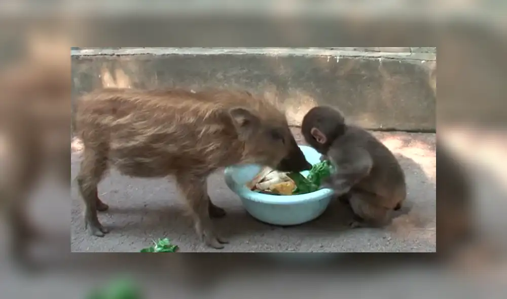 YouTube viral: miles lloran al conocer la historia del jabalí que adoptó a mono bebé YouTube viral: miles lloran al conocer la historia del jabalí que adoptó a mono bebé